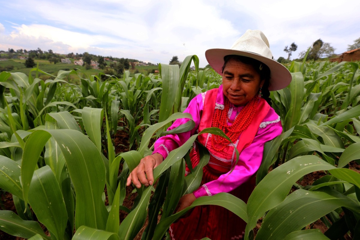 Agricultura.
