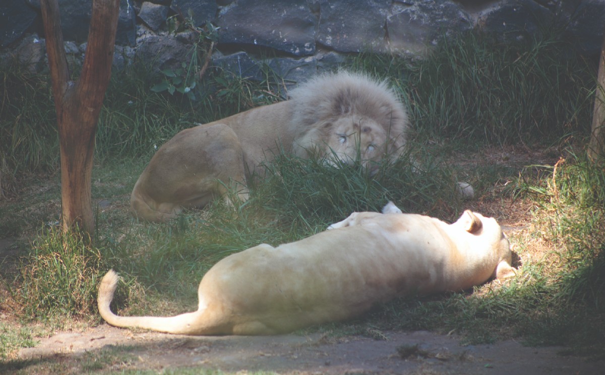 leones