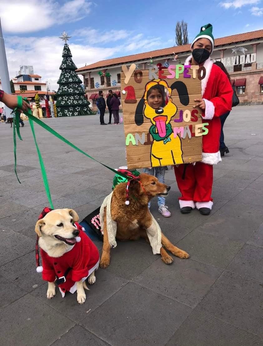 perritos