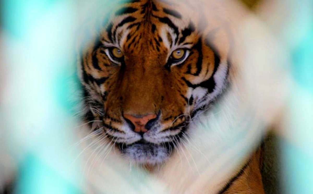 tigres