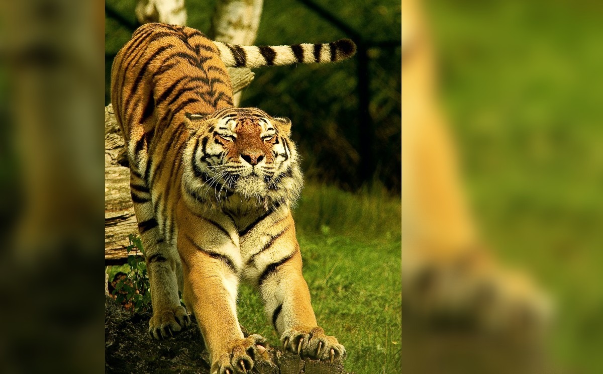 tigre de bengala
