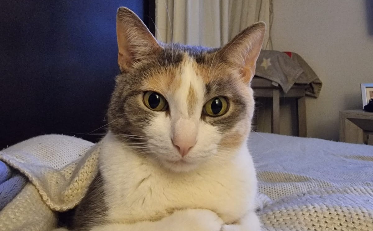 Gatos