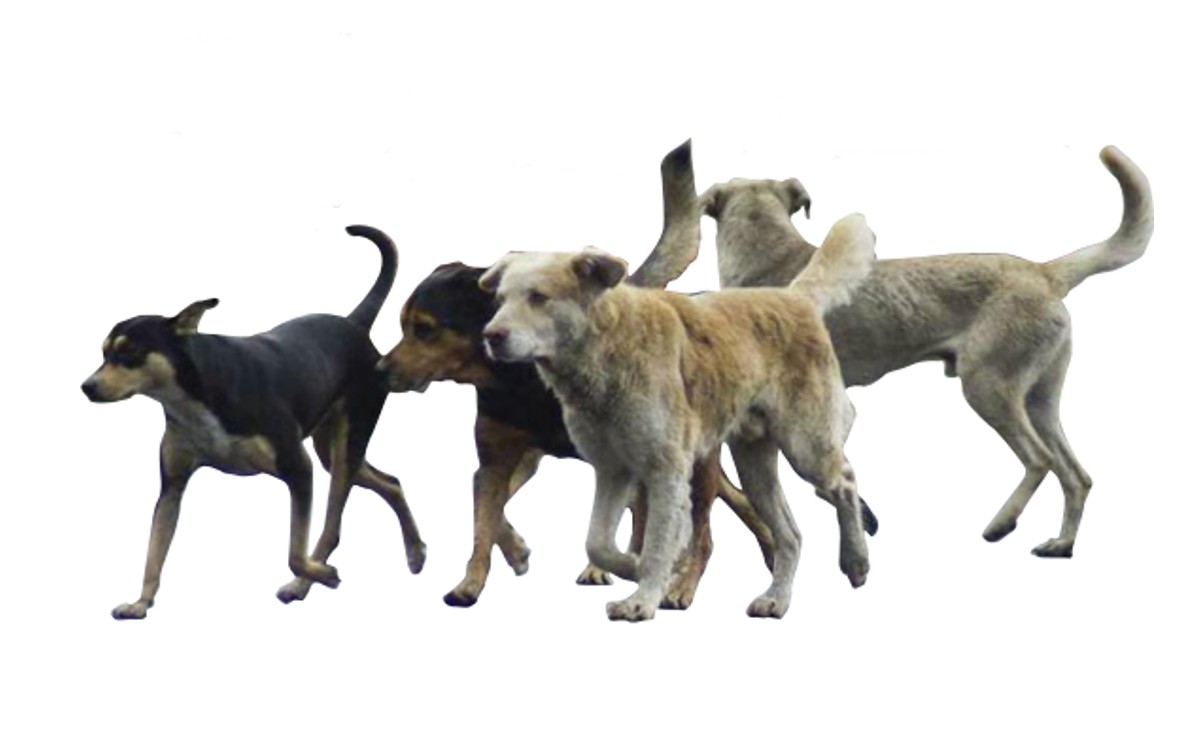 perritos