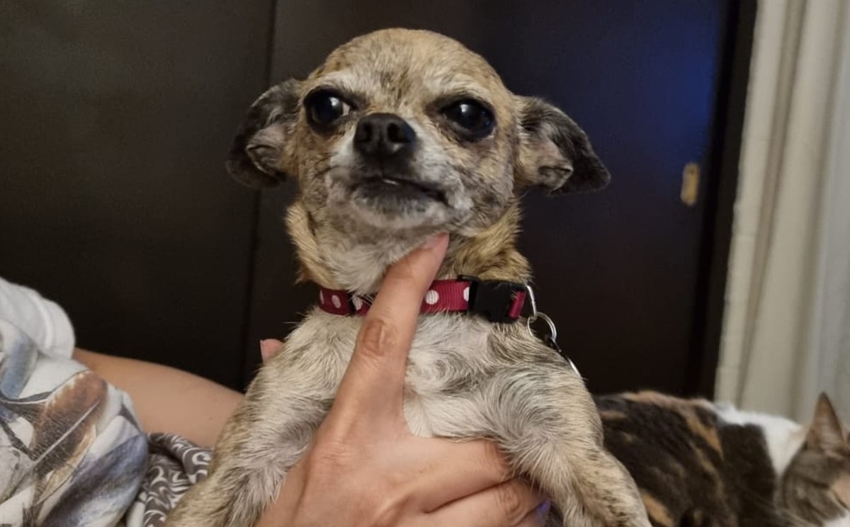 perritos