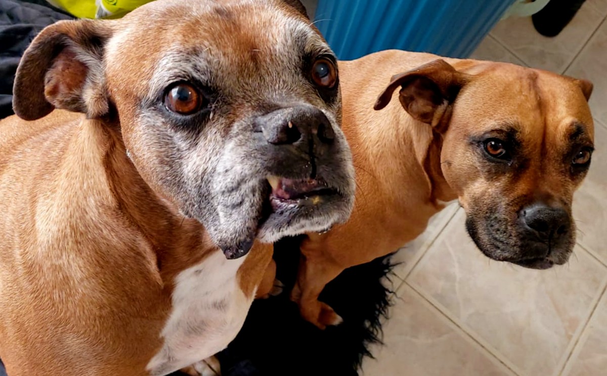 perritos