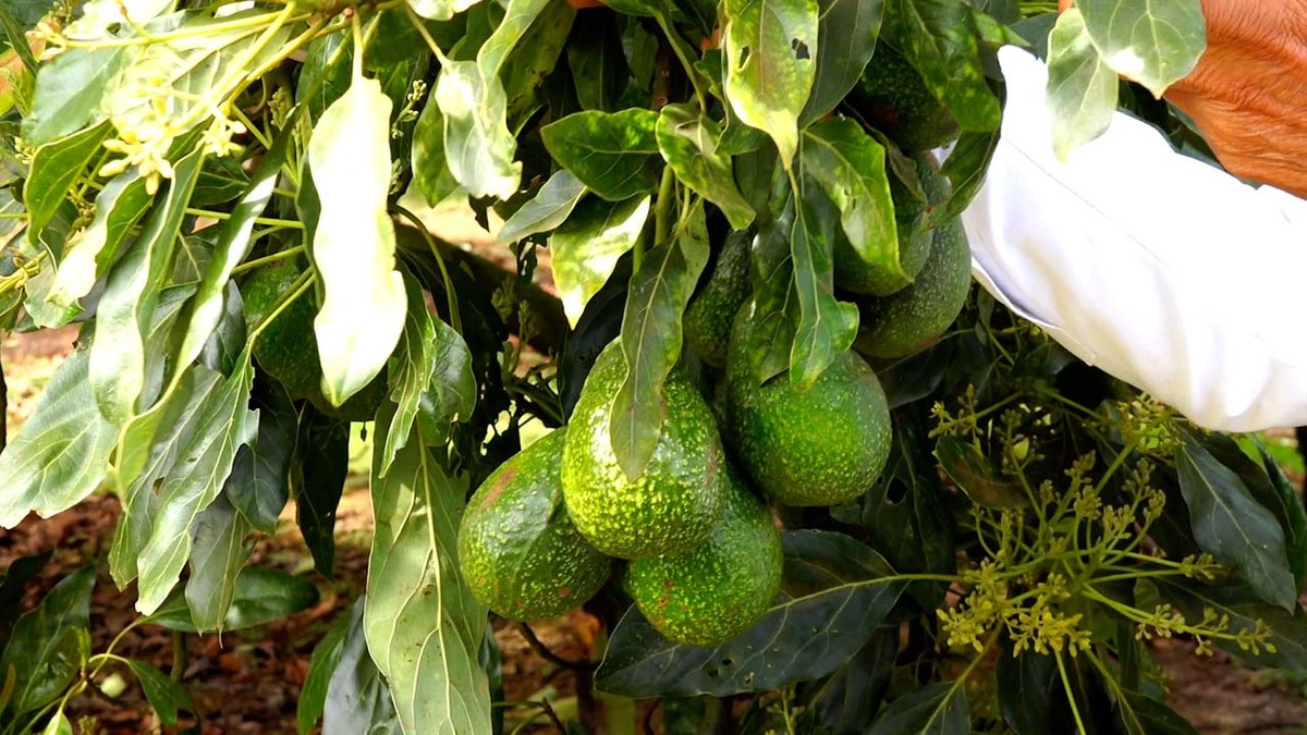 planta