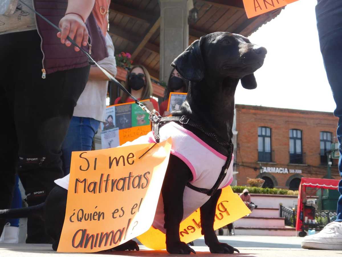 perritos