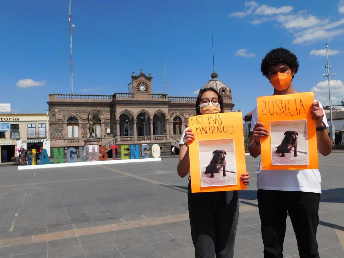 perritos