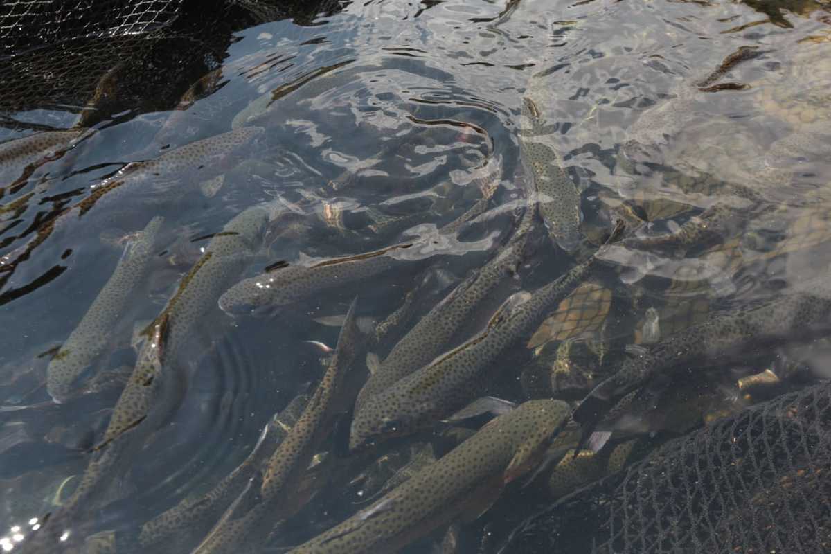 pescados