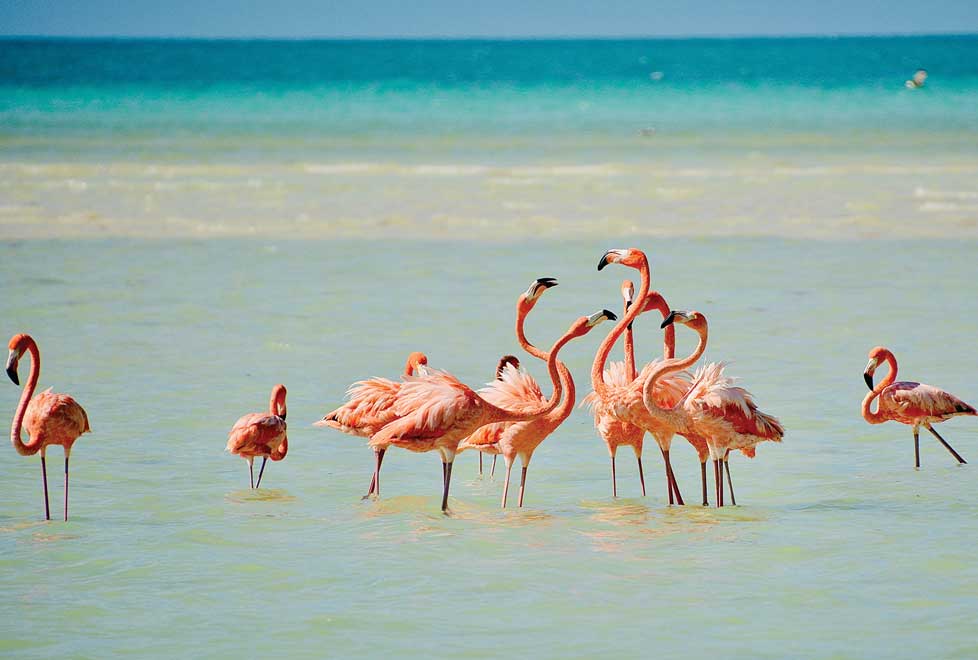 Flamencos